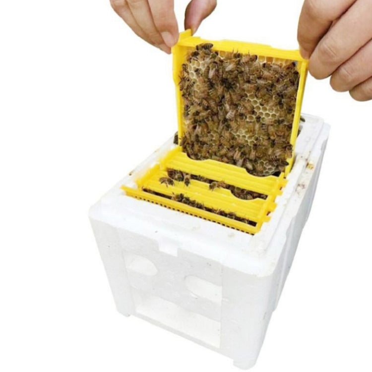White foam bee pollination box with open lid and yellow frame holding bees and comb