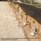 Row of white bee water feeder bottles along a hive entrance in outdoor setting