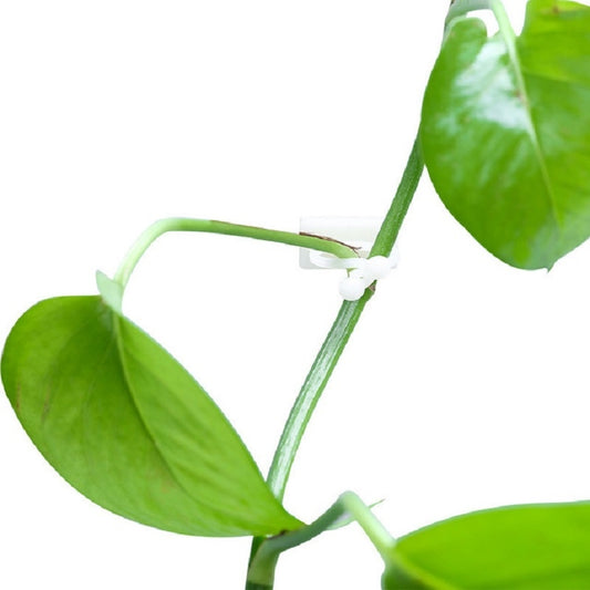 Close-up of a white adhesive hook pinching a vine stem securely