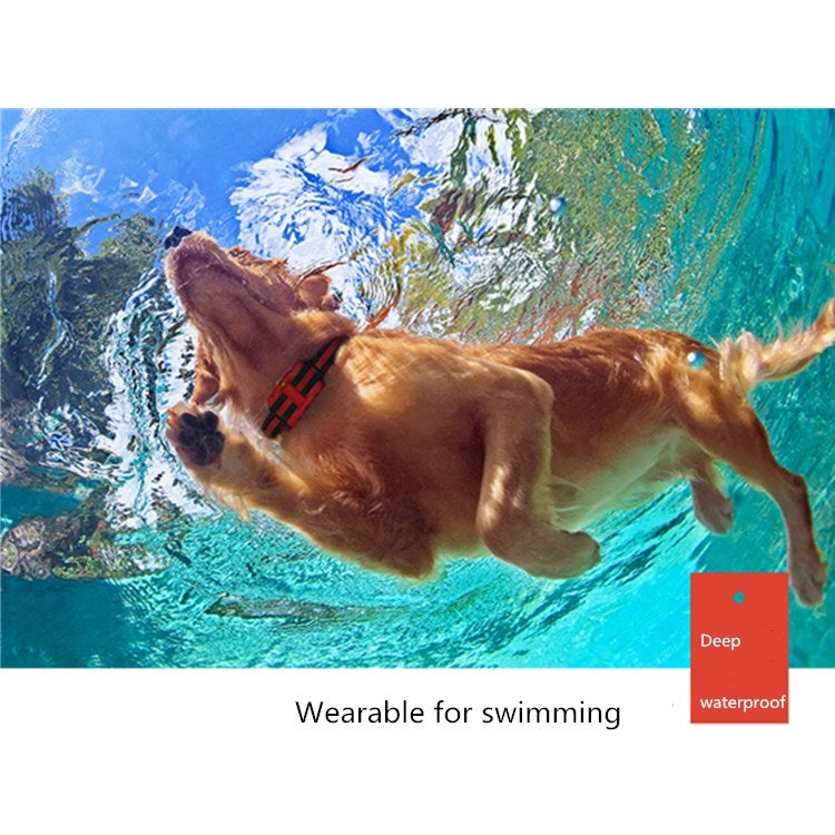 Waterproof dog training collar on a dog swimming in blue water