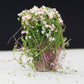 Artificial handmade model flower bush with pink and white blossoms and green foliage