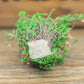 Artificial handmade model flower bush with green foliage and a light sandy base