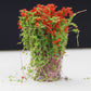 Artificial handmade model flower bush with red-orange blossoms and green foliage