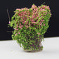Artificial handmade model flower bush with pink blossoms and dense green leaves
